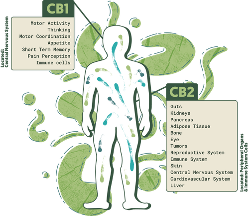 CB1 and CB2 receptors Endocannabinoid-System