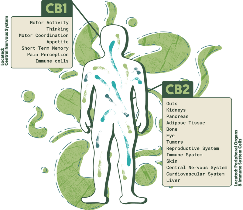20230629_Endocannabinoid-System_Final-1-1-1024x888.png