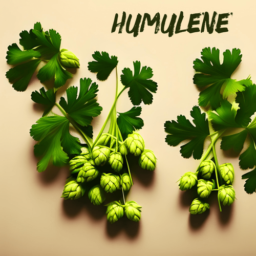 HUMULENE terpenes
