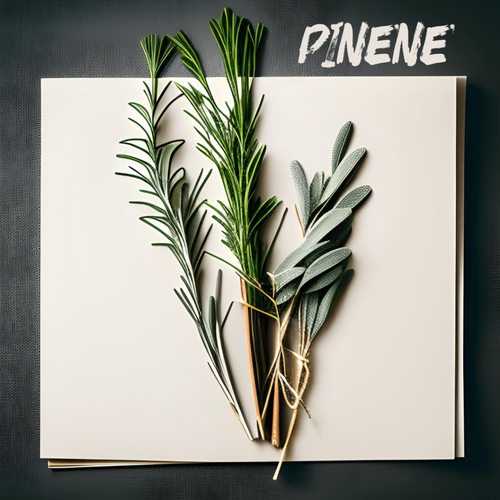 Pinene terpenes