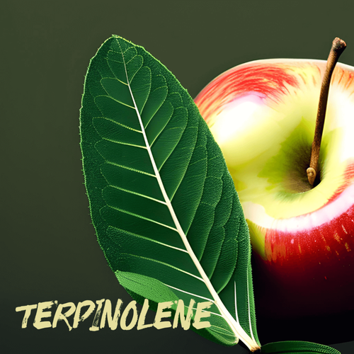 TERPINOLENE-1-1024x1024.png
