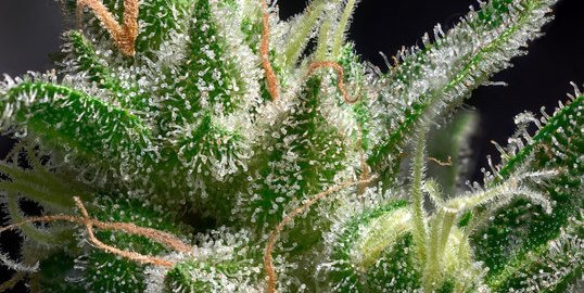 Understanding Cannabinoids and How They Affect Us