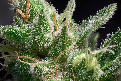 Most Common Terpenes Found in Cannabis