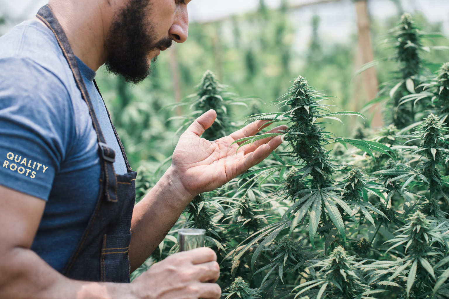 Harvesting the Season: Cannabis Tricks and Treats to Enhance Your Fall Endeavors