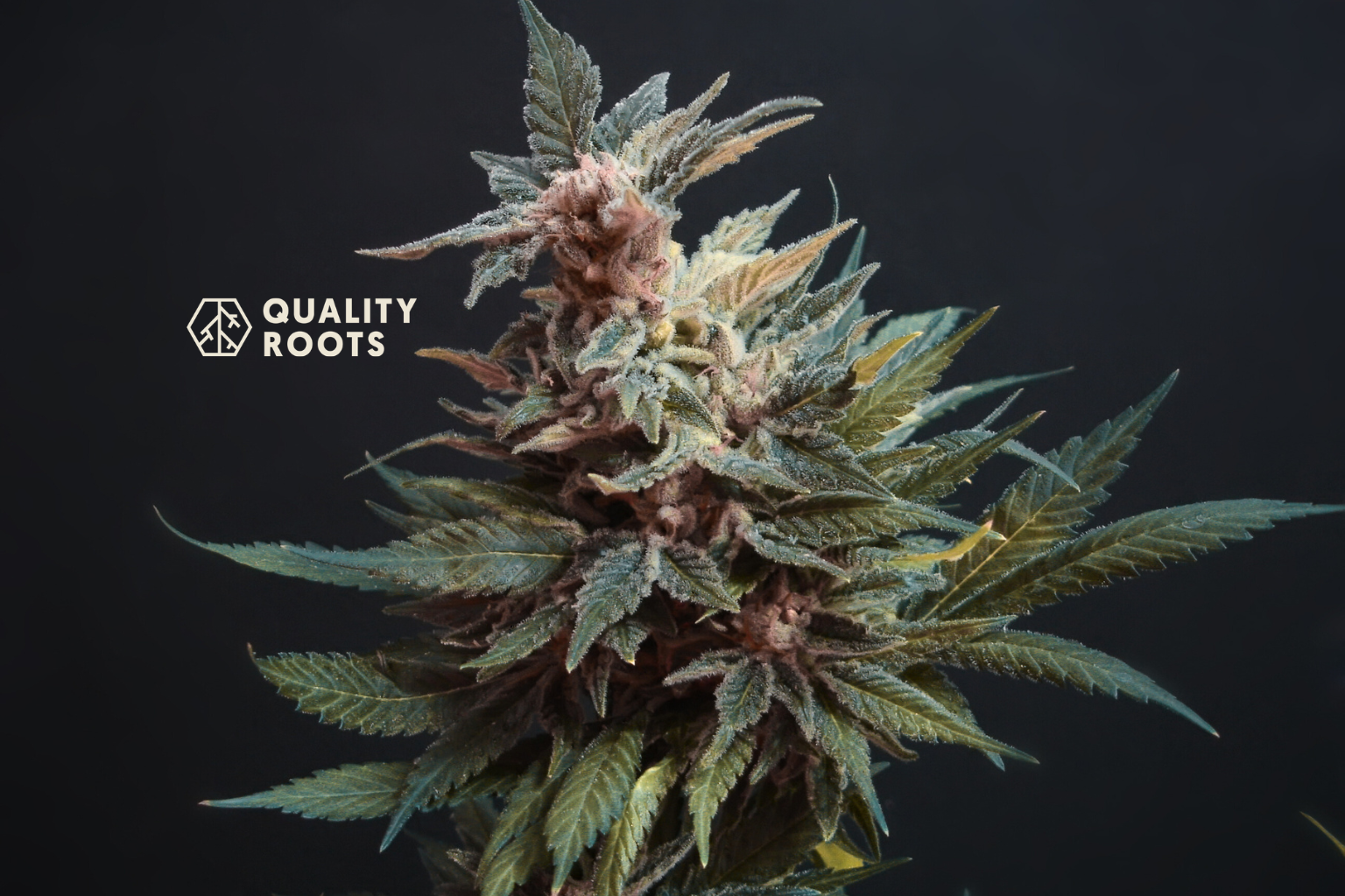 Redefining Cannabis Quality Beyond THC Percentages