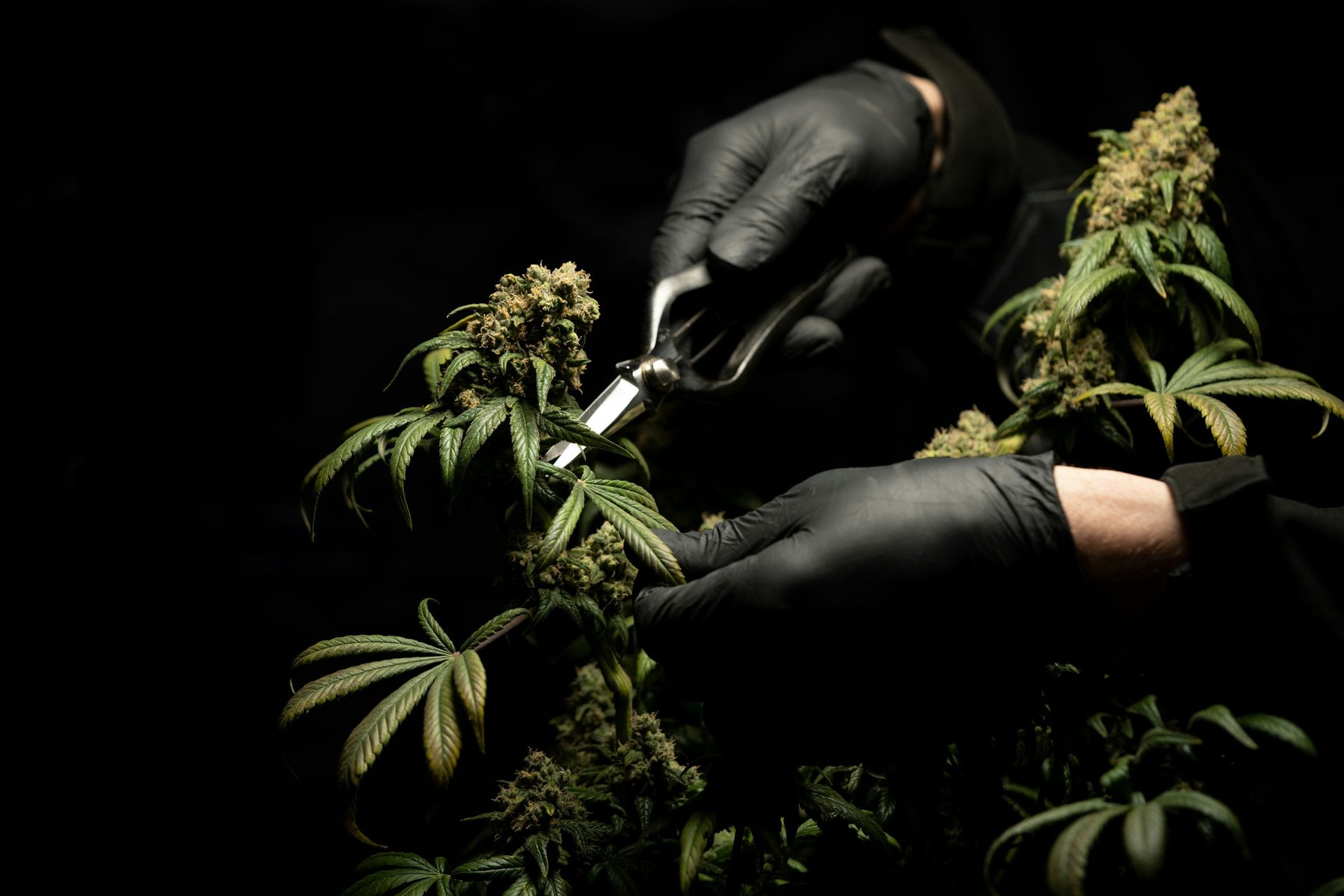 Cannabaceae: Get to Know the Hemp Family