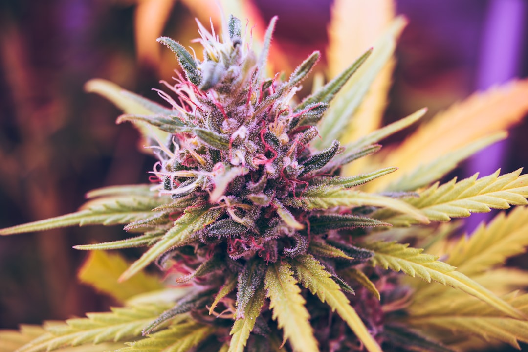 Cannabinoids: Everything You Should Know