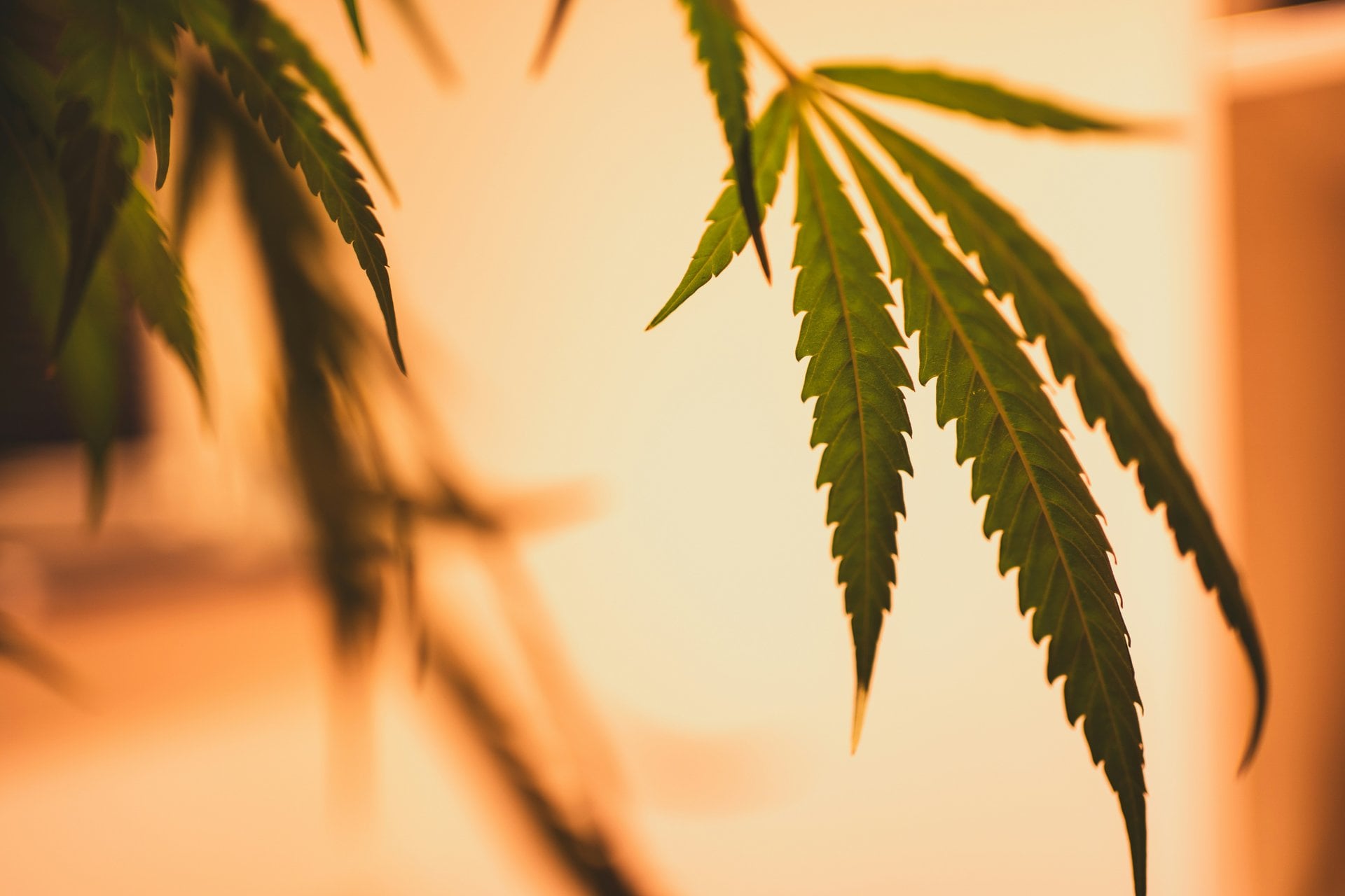 Cannabis Ruderalis: The Forgotten Third Cousin of the Family