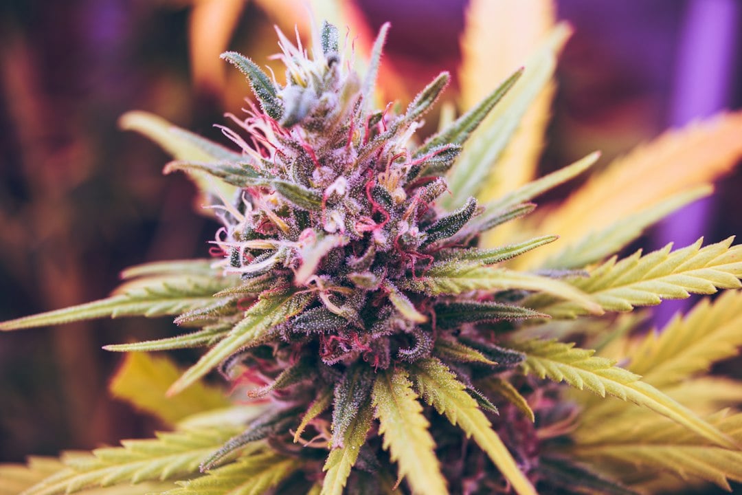 Hashish: Everything You Should Know