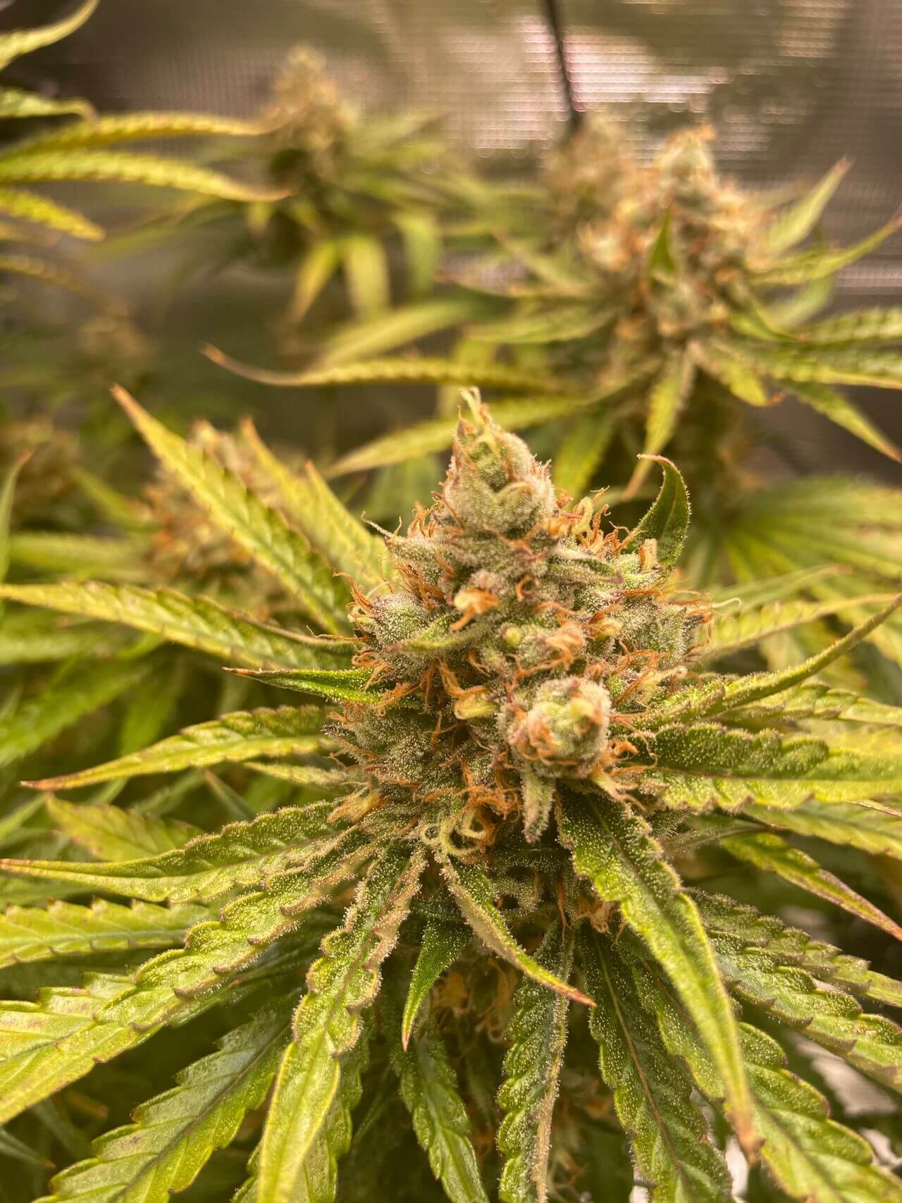 A Beginner-Friendly Guide to THC (Tetrahydrocannabinol)