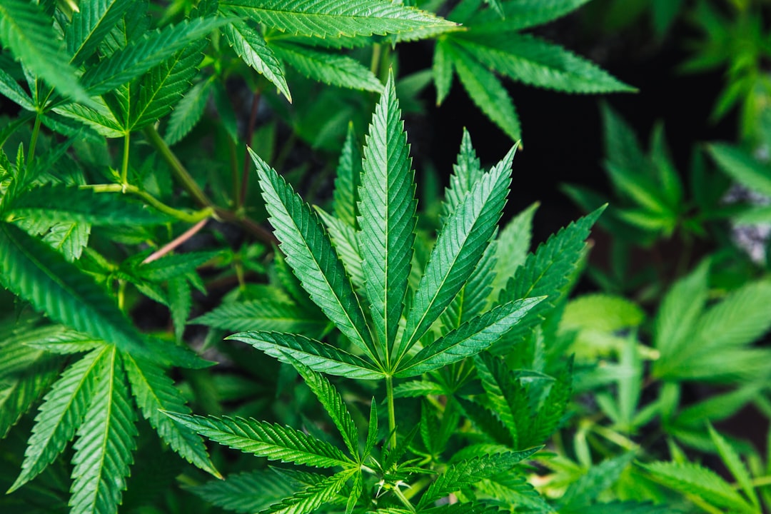 A Beginner-Friendly Guide to THC (Tetrahydrocannabinol)