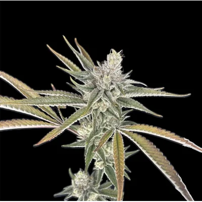 Gas Nana 7g Smalls