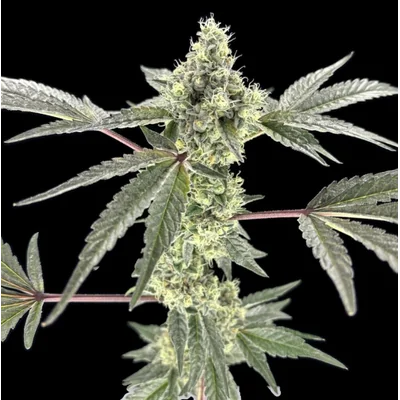 Green Lightning - Ice Cream Cake 7g Smalls