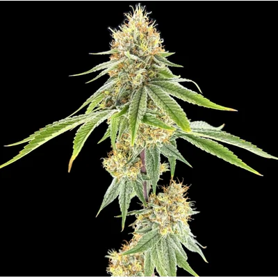 Strawberry Mango Haze