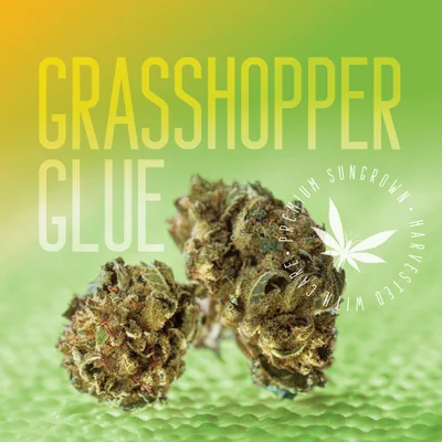 Grasshopper Glue