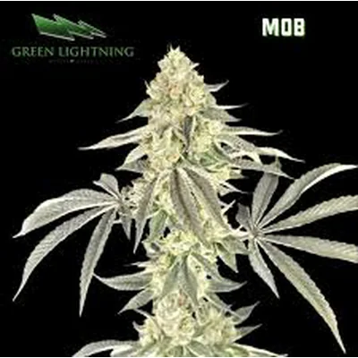 M.O.B.