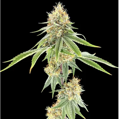 Strawberry Mango Haze