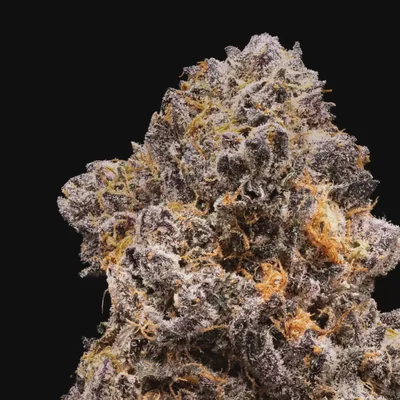 Garlic Sherbert