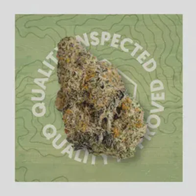 Apple Fritter Greenshift