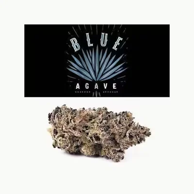 Blue Agave