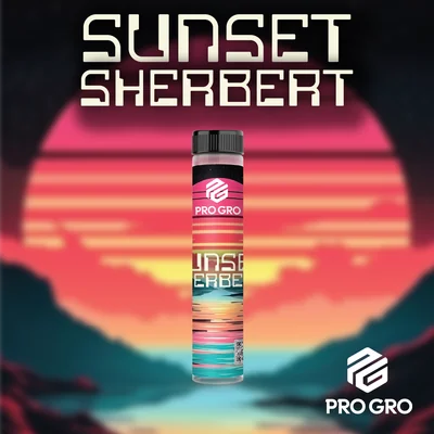Sunset Sherbert Pre Roll